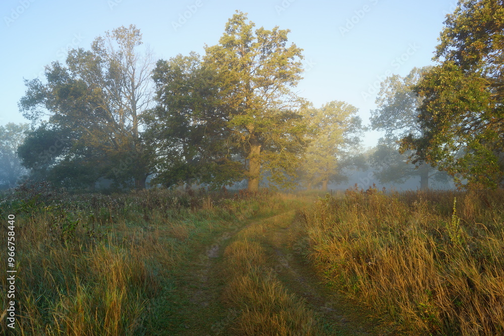 Fototapeta premium autumn in the forest
