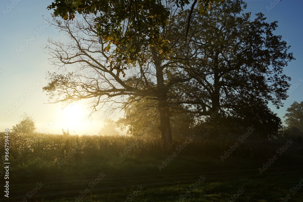sunrise in the forest sunrise in the forest