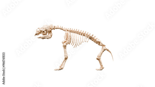 3D render Illustration of a skeleton of Diprotodon on a transparent background