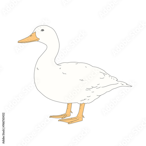 duck, ducks, domestic duck, vector Illustration, isolated, icon illustration