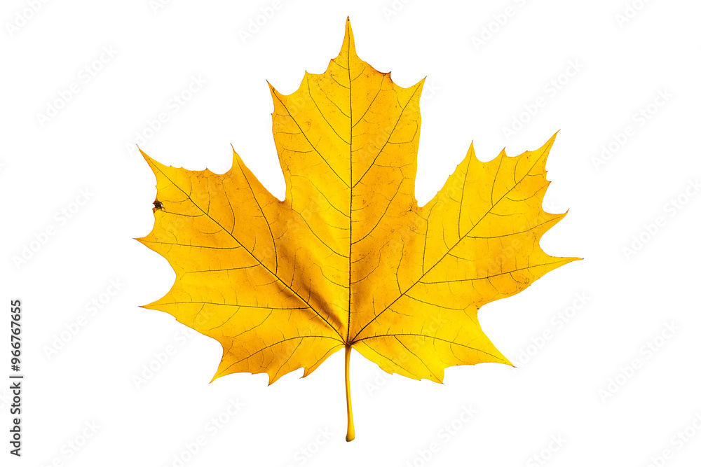 Yellow maple leaf isolated solid white background, detailed, PNG dicut style Yellow maple leaf isolated solid white background, detailed, PNG dicut style