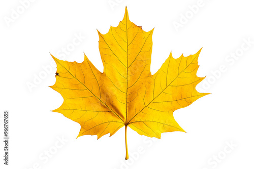 Yellow maple leaf isolated solid white background, detailed, PNG dicut style