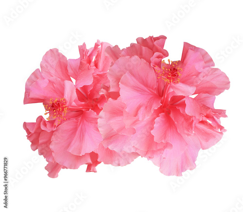 Shoe Flower or Hibiscus or Chinese rose flower. Close up of pink hibiscus flower bouquet isolated on transparent background.	