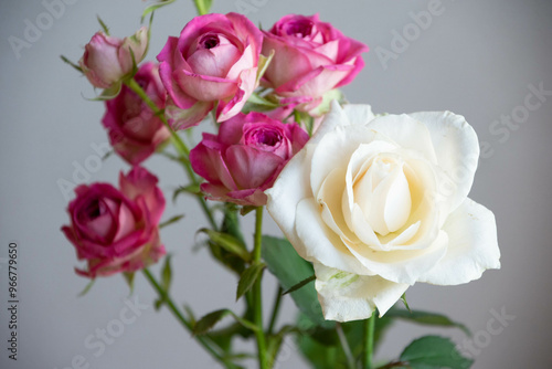 ジョリートレンドセッターと白薔薇