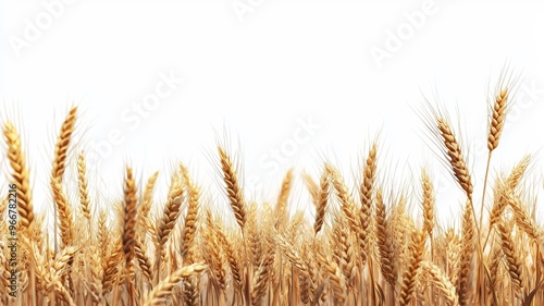 wheat field border isolated on transparent background - ai