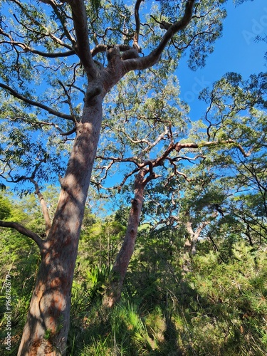 Strickland State Forest in Victoria, Australia photo