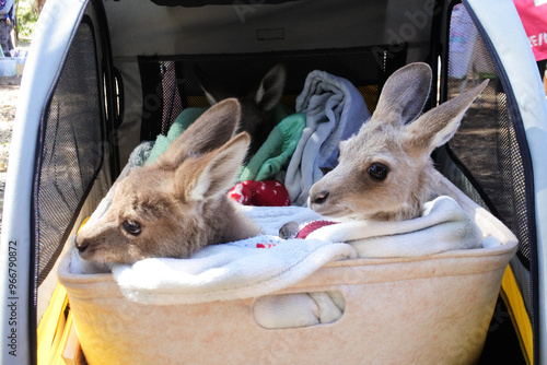 Bilde på lerret Two rescued orphaned eastern grey kangaroo joey in pram