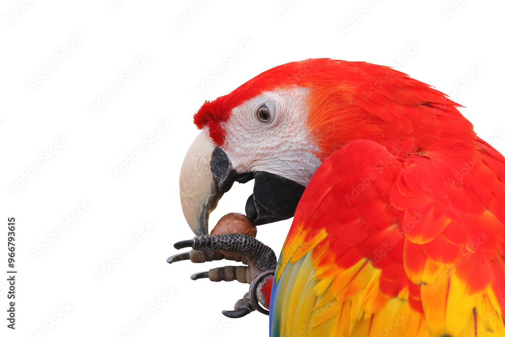 Obraz premium Macaw parrot is enjoying eating Macadamia isolated on transparent background png file