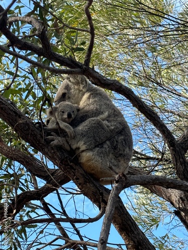Photography Cuddling Koalas