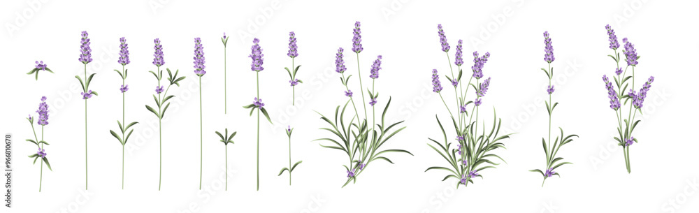 Fototapeta premium Set of lavender flowers elements. Collection of lavender flowers on a white background. Vector illustration bundle.
