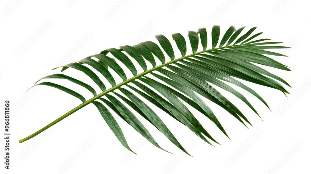 Fototapeta premium palm leaf on a transparent background