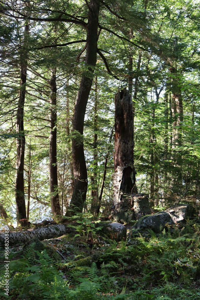 Woods in a green forest. Preservation of the nature and parks. A forest beside a lake with ray of sun between the trees. Woods in a green forest. Preservation of the nature and parks. A forest beside a lake with ray of sun between the trees.