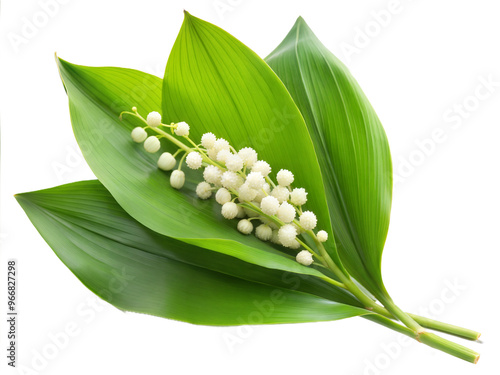 lily of the valley isolated photo