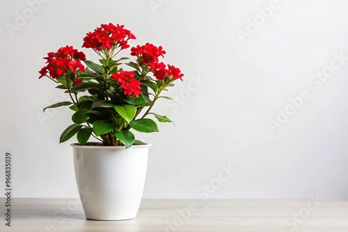 Wallpaper Mural Red stemmed houseplant with bright red flowers in a white pot against a white background Torontodigital.ca
