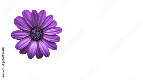 flower on a transparent background