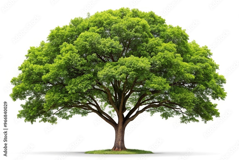 Obraz premium Reflected tree on white background of nature and seasons