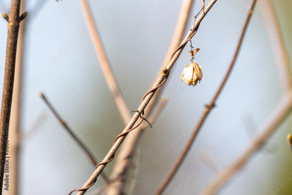 An intriguing closeup of a delicate branch showcasing a budding flower beautifully set against a soft background