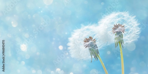 Two dandelion seed heads against a soft blue background with bokeh effects.