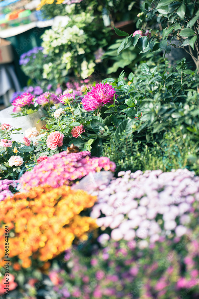 Home garden, flower planting, garden planting, farmers market, succulents, lilies, colorful home life and lifestyle Home garden, flower planting, garden planting, farmers market, succulents, lilies, colorful home life and lifestyle