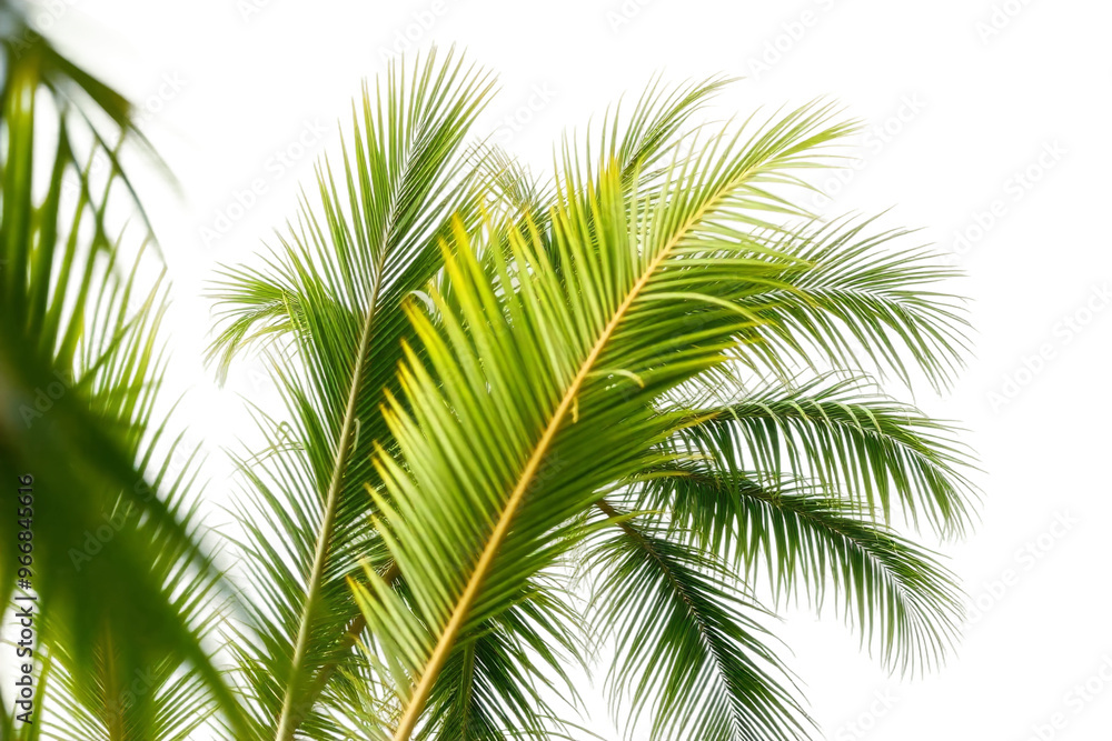 Lush green palm leaves swaying in the gentle breeze against a bright white sky in a tropical paradise during midday Lush green palm leaves swaying in the gentle breeze against a bright white sky in a tropical paradise during midday