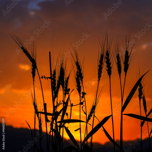 Silhouettes of wheat ears at dramatic sunrise. Droughts and disasters are bec...