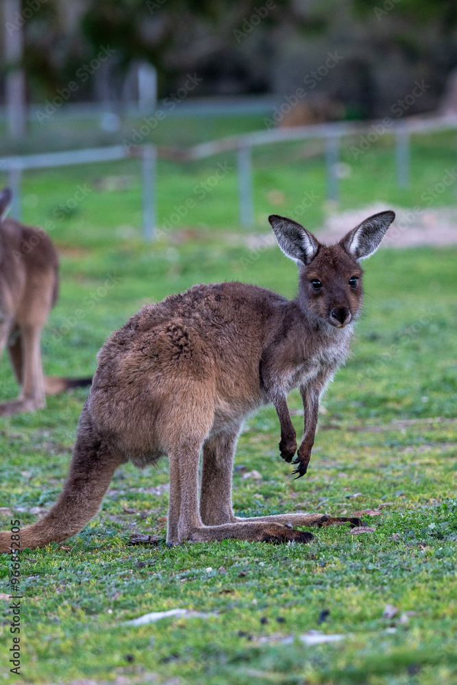 Kangaroo standing in field in Australia Kangaroo standing in field in Australia