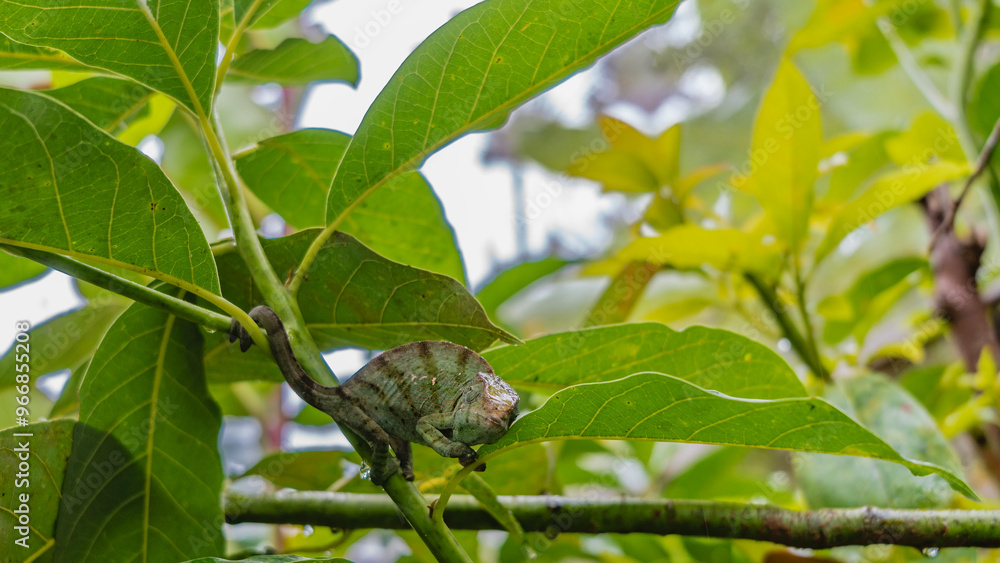 A bright green chameleon is sitting on a tree among the leaves, looking at the camera. The tail is twisted around the branch. A striped pattern is visible on the skin, paws, and eyes. Madagascar. A bright green chameleon is sitting on a tree among the leaves, looking at the camera. The tail is twisted around the branch. A striped pattern is visible on the skin, paws, and eyes. Madagascar.