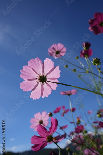 pink flowers against blue sky 秋桜　コスモス