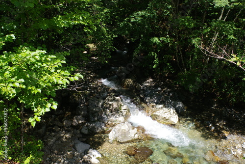 stream in the forest