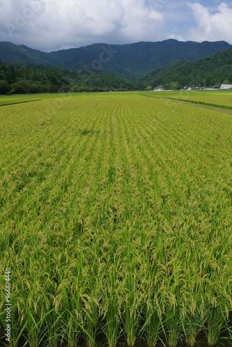 水田