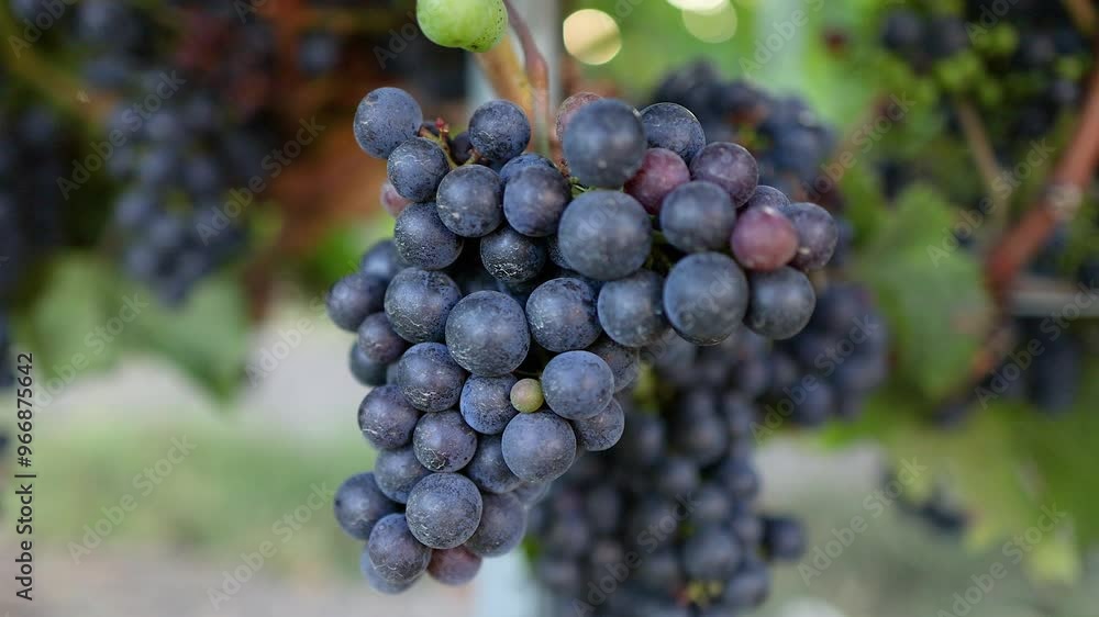 Grapes Ripening in Saint Emilion Vineyard Grapes Ripening in Saint Emilion Vineyard