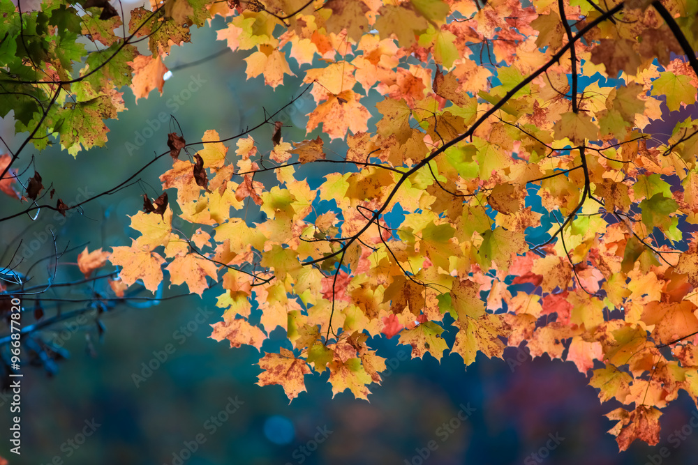 Bright orange Maple leaves close up view in autumn time. Bright orange Maple leaves close up view in autumn time.