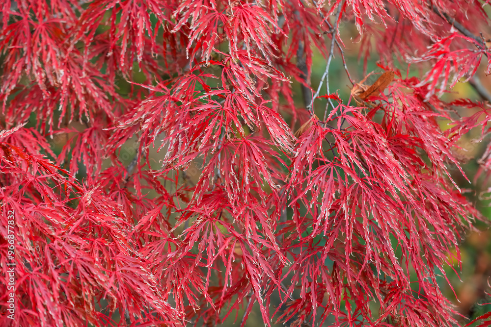 Close up view of Crimson Queen Japanese Maple, also known as Acer Palmatum. Close up view of Crimson Queen Japanese Maple, also known as Acer Palmatum.