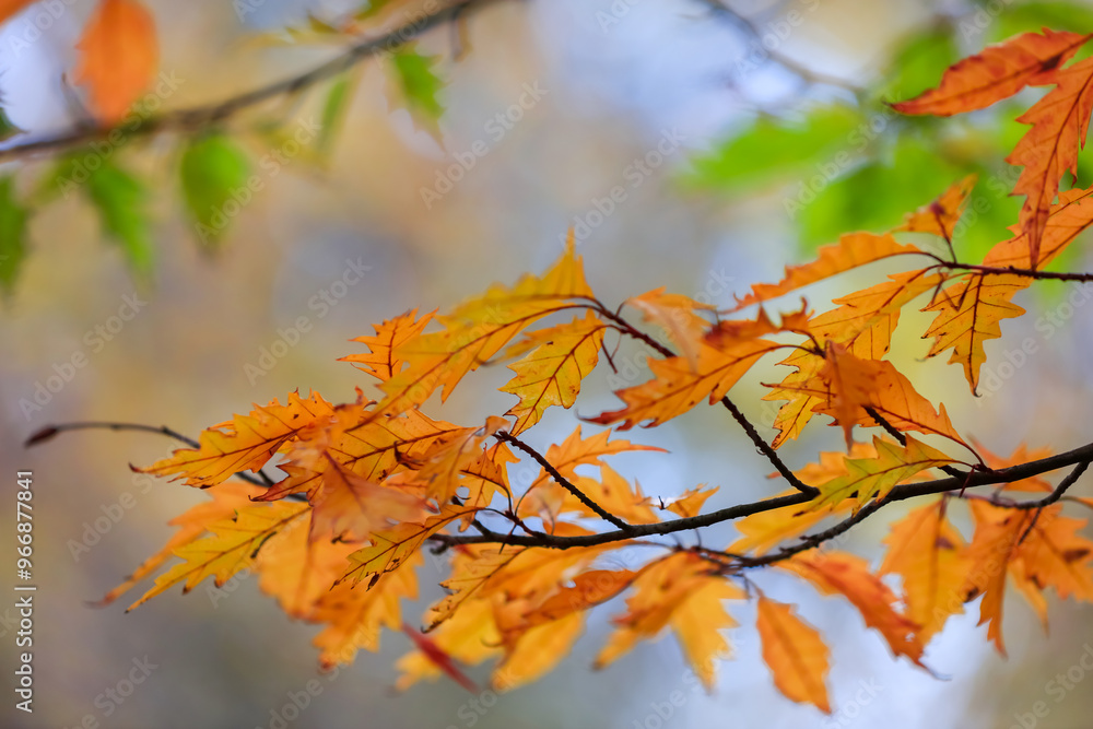 Close up shot of colorful Oak tree leaves in autumn time. Close up shot of colorful Oak tree leaves in autumn time.