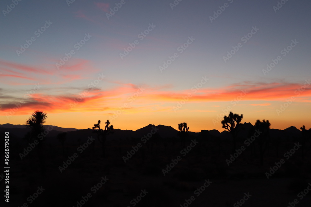  Joshua Tree during sunset with silhouettes of joshua trees