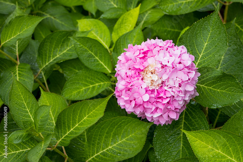 Pink Hydrangea flower on a green plant with rain drops.