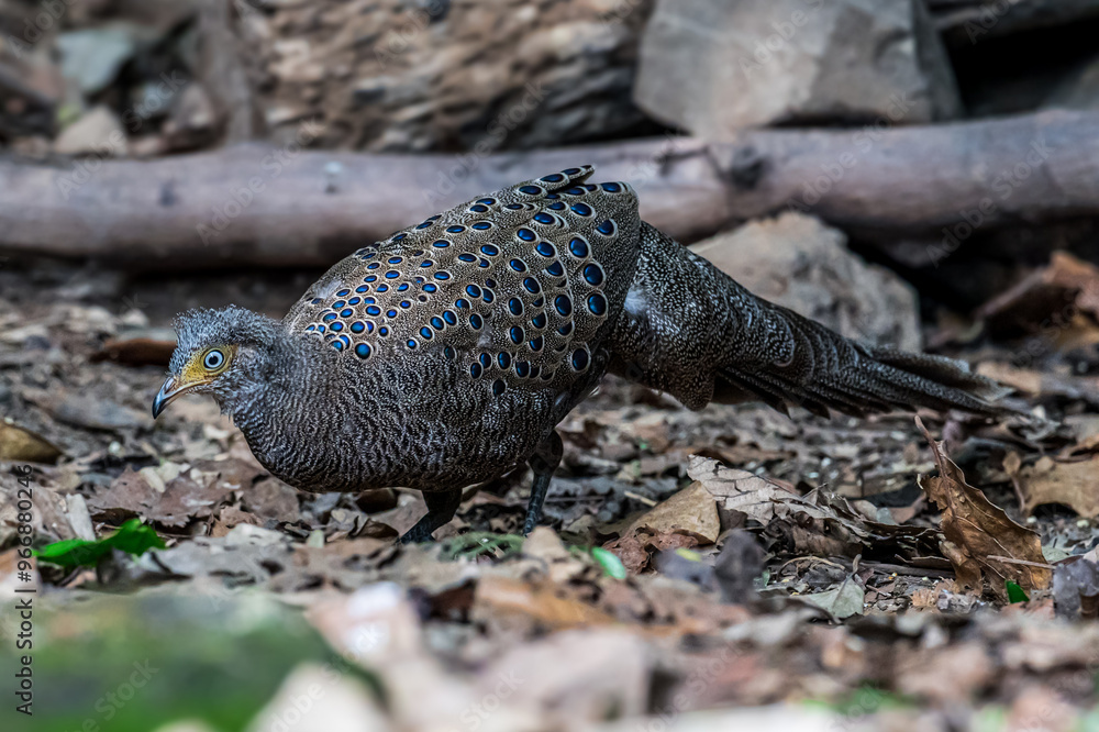 Grey Peacock Pheasant Yellow around the eyes, some are light red or pink. The body's fur is gray with densely distributed yellowish-white fine spots. The neck is white. Grey Peacock Pheasant Yellow around the eyes, some are light red or pink. The body's fur is gray with densely distributed yellowish-white fine spots. The neck is white.