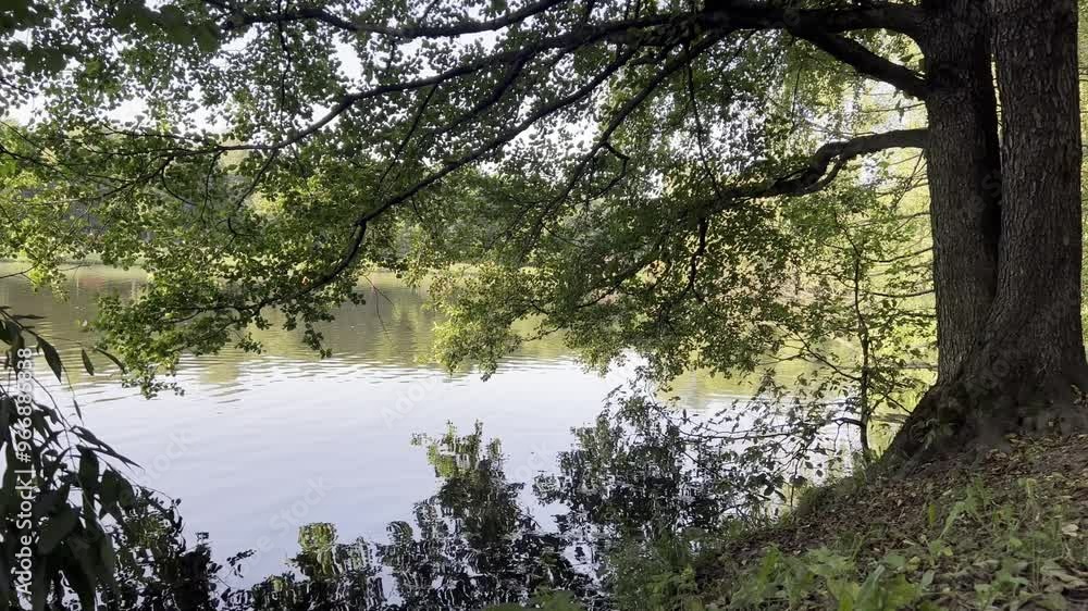 The reflection of trees in the water of the city pond. The reflection of trees in the water of the city pond.