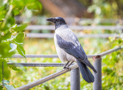 Hooded crow, corvus cornix, standing on the lawn in the spring or summer photo