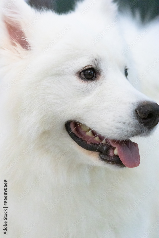 Fototapeta premium portrait of a white dog,Samoye