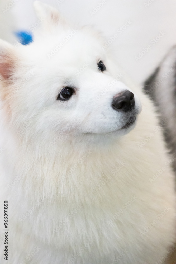 Fototapeta premium portrait of a white dog,Samoye