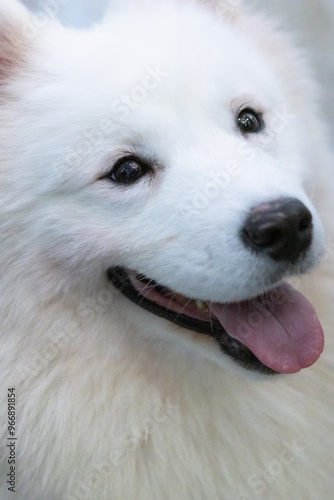 portrait of a white dog,Samoye