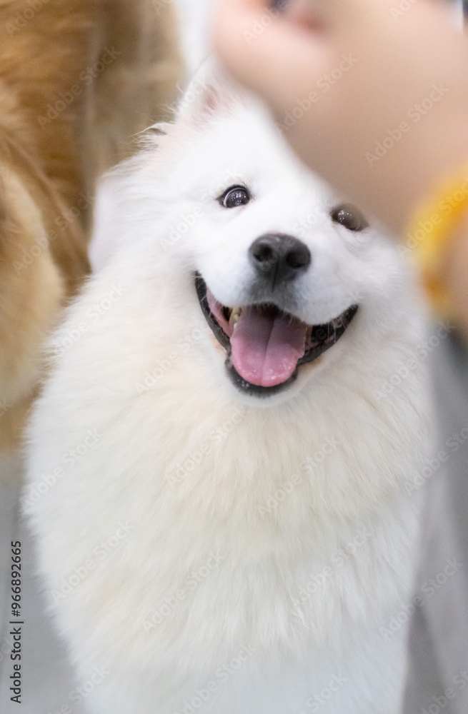 portrait of a white dog,Samoye portrait of a white dog,Samoye