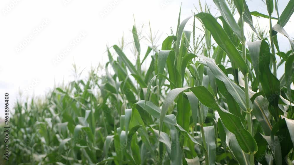 Corn fields and entering the fields Corn fields and entering the fields