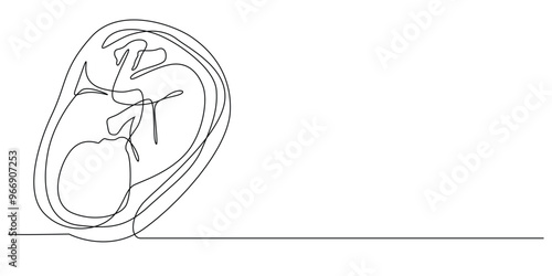 continuous line of fetus in womb.one line drawing of baby fetus in mother's stomach in gestational age.single line vector illustration.minimalist line.eps 10.isolated white background