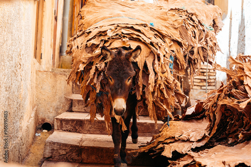 Schilderij op canvas Donkey Laden With Leather, Chouara Tannery, Fes Morocco