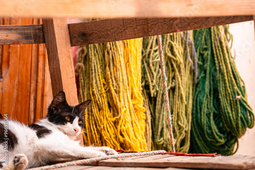 Schilderij op canvas Cat Playing Near Dyed Ropes, Chouara Tannery, Fes Morocco