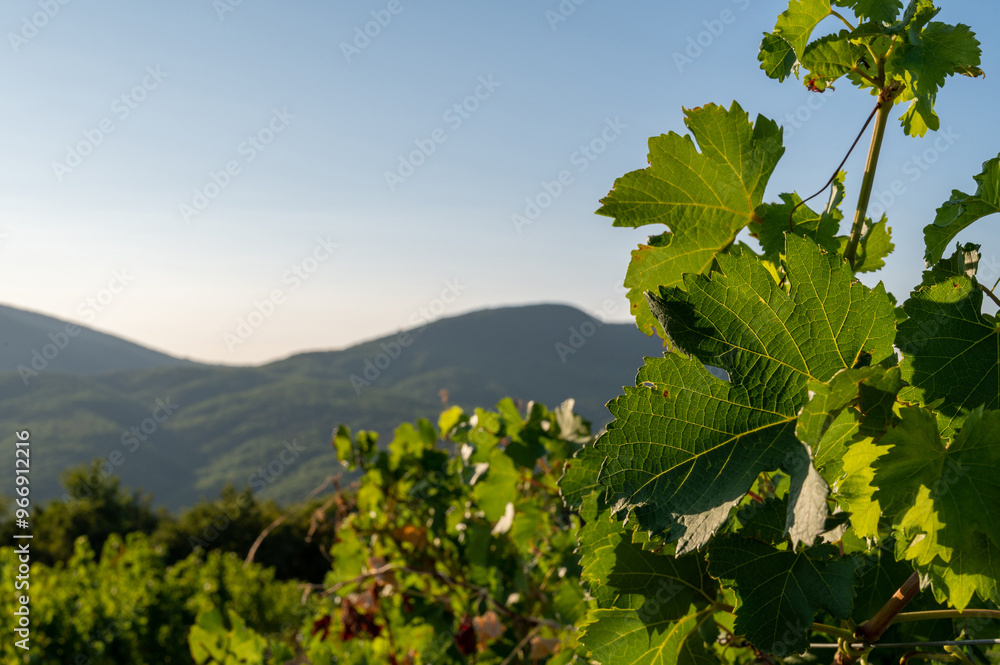 Grapes cultivated in summer vineyard in mountains. Vineyard in mountain winery farm. Natural background with space for text.