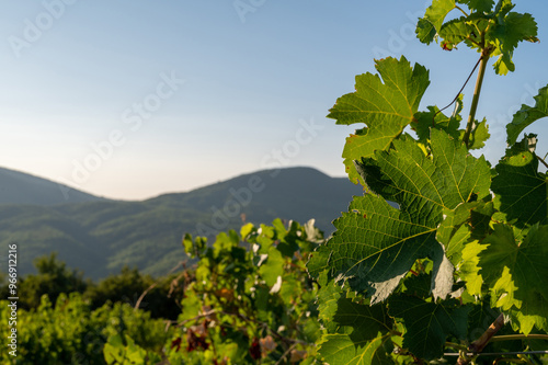 Obraz na płótnie Grapes cultivated in summer vineyard in mountains. Vineyard in mountain winery farm. Natural background with space for text. w salonie
