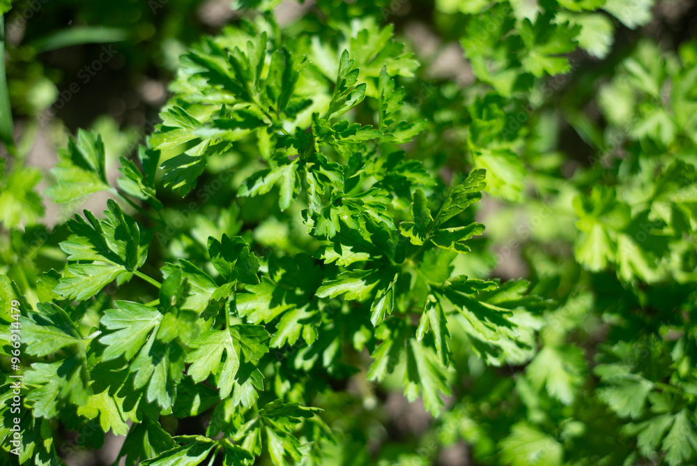 Fresh Green Parsley Leaves Growing Vibrantly in a Garden During Sunny Daylight Hours